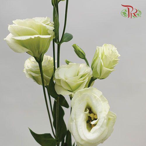 Eustoma - Rosita 3 Green (10 Stems)-Green-Vietnam-prflorist.com.my