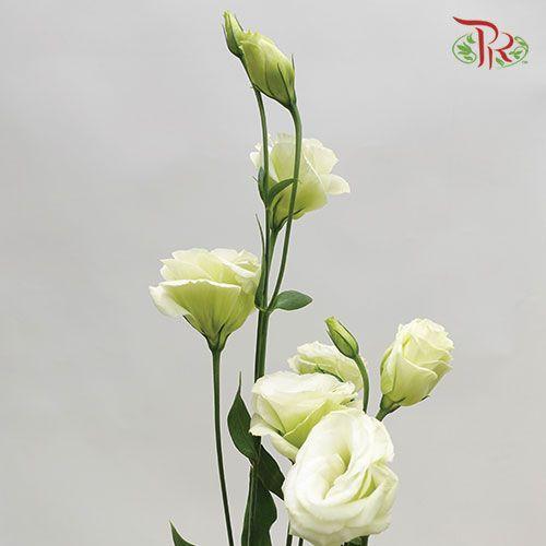 Eustoma - Rosita 3 Green (10 Stems)-Green-Vietnam-prflorist.com.my