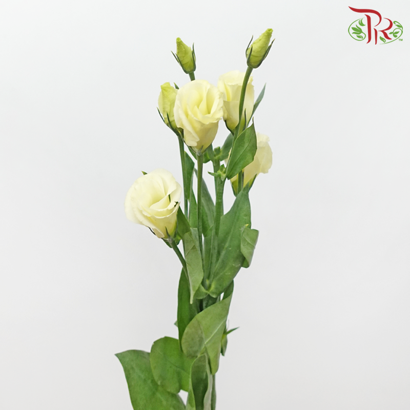 Eustoma - Rosita Yellow (10 Stems)-Light Yellow-Vietnam-prflorist.com.my
