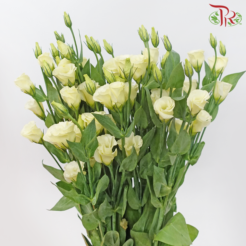 Eustoma - Rosita Yellow (10 Stems)-Light Yellow-Vietnam-prflorist.com.my