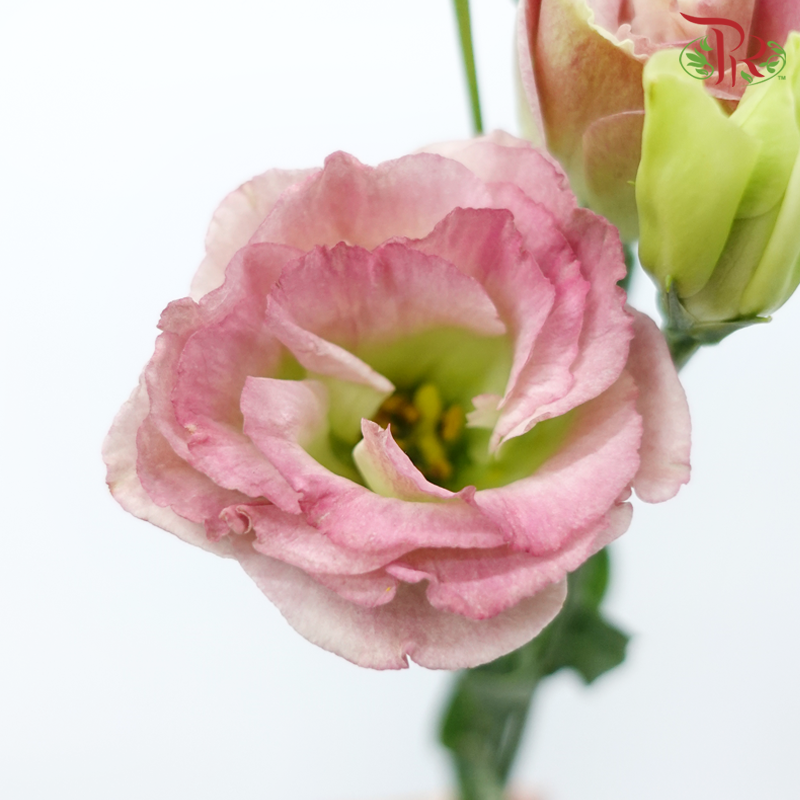 Eustoma - Ruby Pink (650-750 Gram)-Dark Pink-China-prflorist.com.my