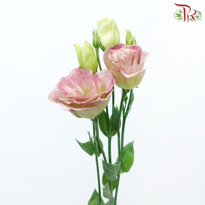 Eustoma - Ruby Pink (650-750 Gram)-Dark Pink-China-prflorist.com.my