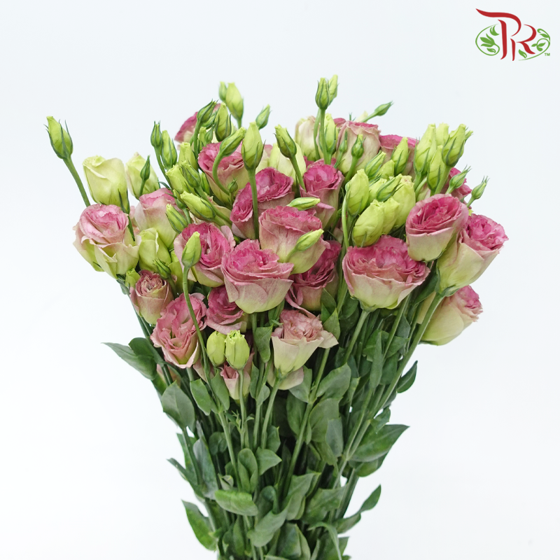 Eustoma - Ruby Pink (650-750 Gram)-Dark Pink-China-prflorist.com.my