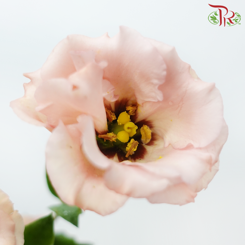 Eustoma - Sabrina Orange (10 Stems)-Sabrina Orange-Taiwan-prflorist.com.my