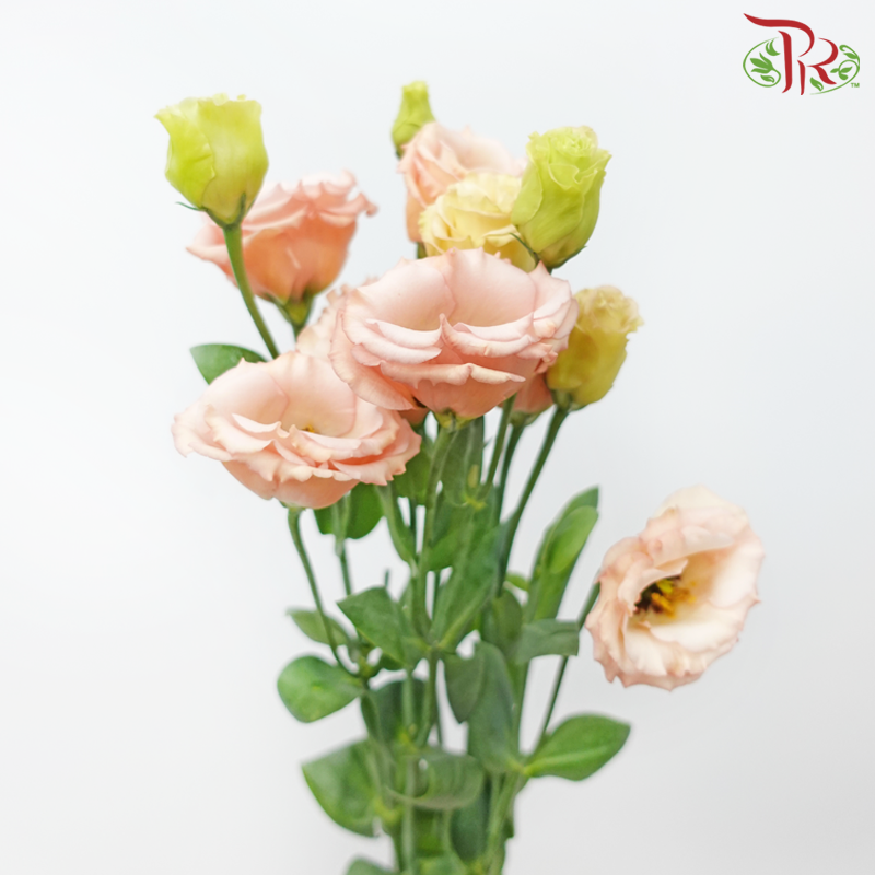 Eustoma - Sabrina Orange (10 Stems)-Sabrina Orange-Taiwan-prflorist.com.my