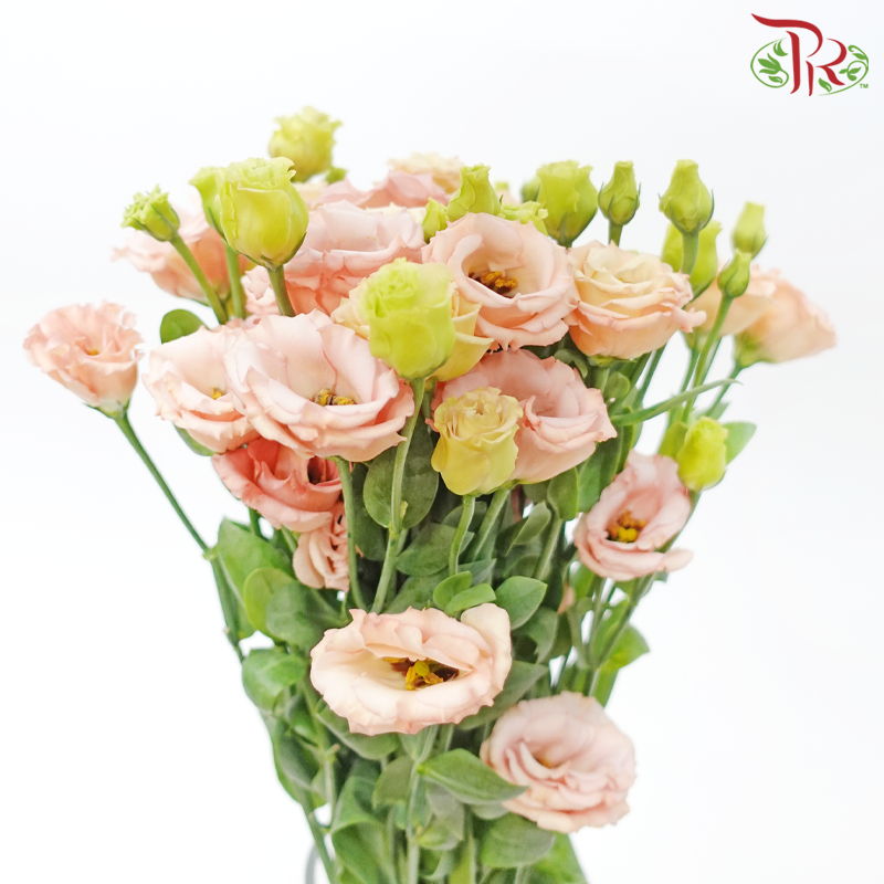 Eustoma - Sabrina Orange (10 Stems)-Sabrina Orange-Taiwan-prflorist.com.my