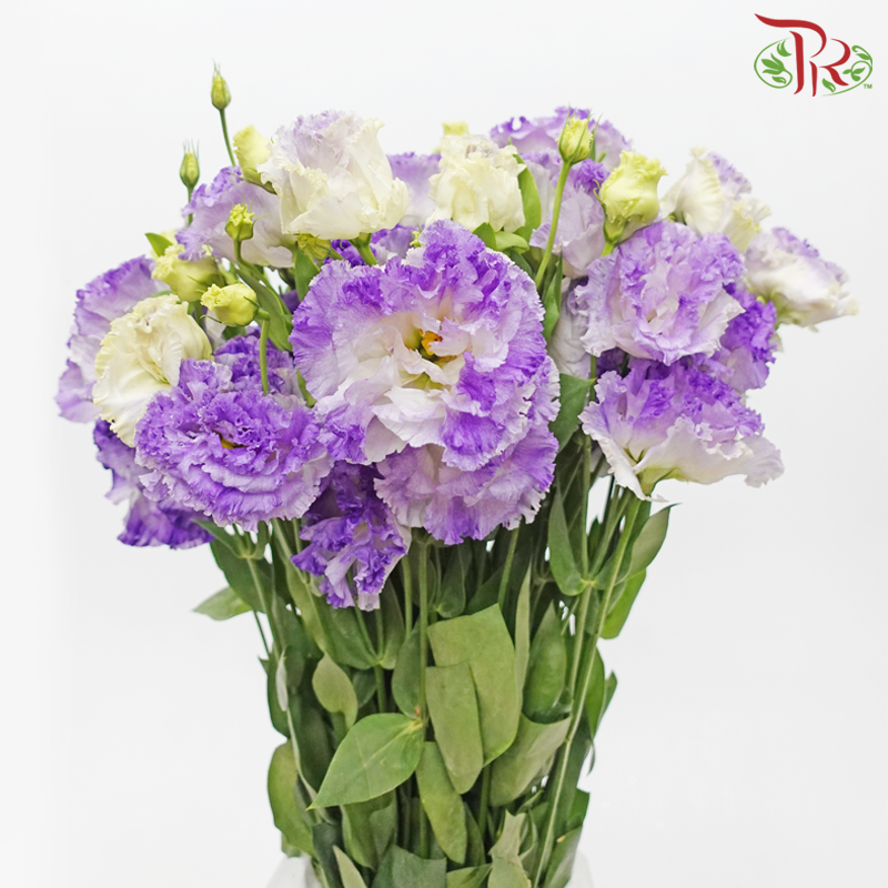Eustoma - Smoke Grey Purple (650-750 Gram)-Smoke Grey-China-prflorist.com.my
