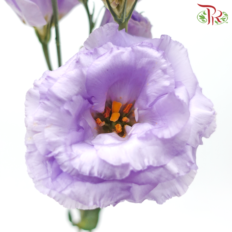 Eustoma - Soft Amethyst (10 Stems)-Light Purple-Taiwan-prflorist.com.my