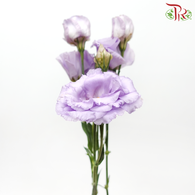 Eustoma - Soft Amethyst (10 Stems)-Light Purple-Taiwan-prflorist.com.my