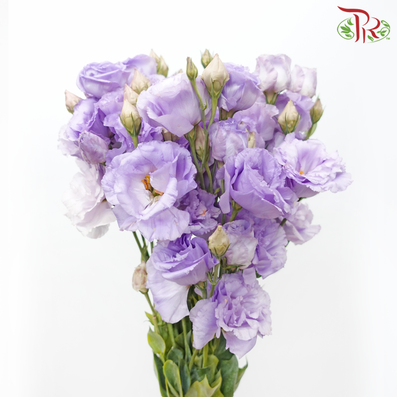 Eustoma - Soft Amethyst (10 Stems)-Light Purple-Taiwan-prflorist.com.my
