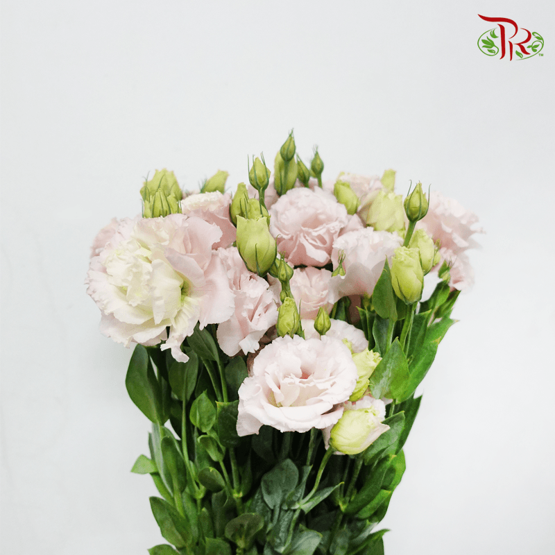 Eustoma- Soft Pink ( 700-800 Gram Per Bundle )-Pudu Ria Florist-prflorist.com.my