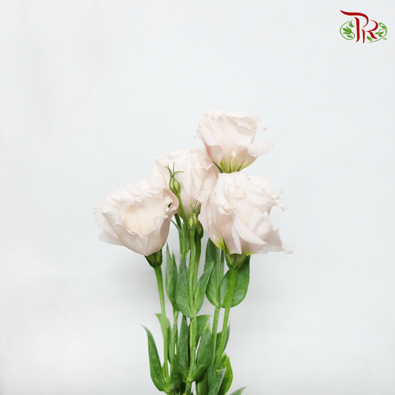 Eustoma- Soft Pink ( 700-800 Gram Per Bundle )-Pudu Ria Florist-prflorist.com.my