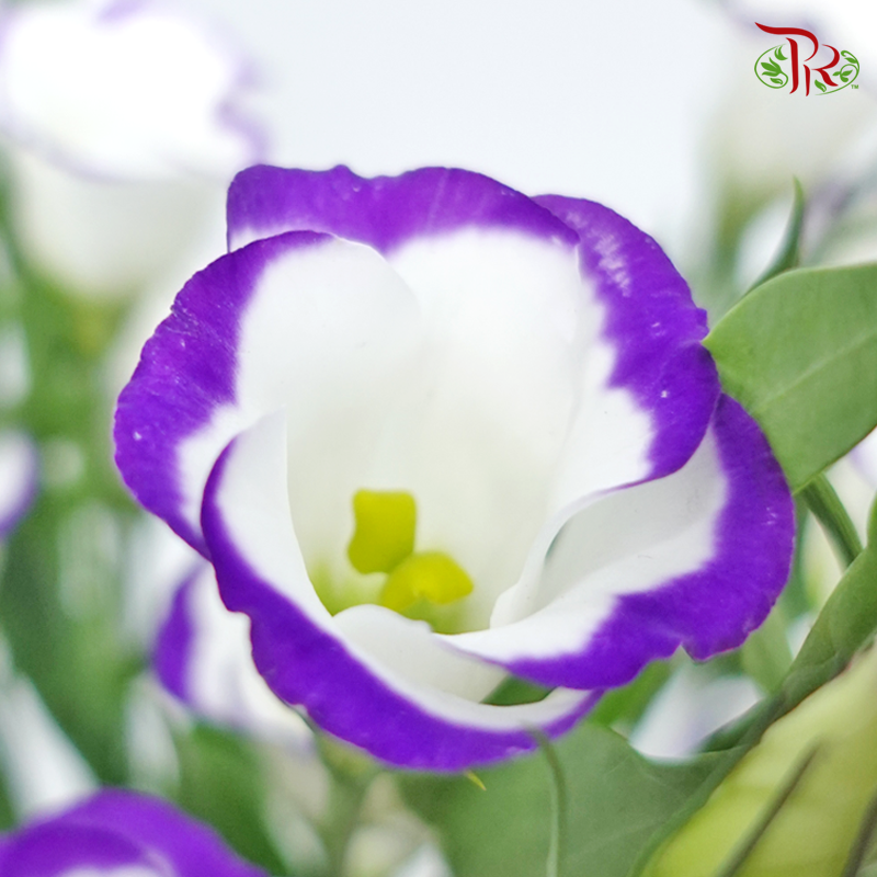 Eustoma - Solo Type Blue Picotte (10 Stems)-Solo Type Blue Picotte-Vietnam-prflorist.com.my