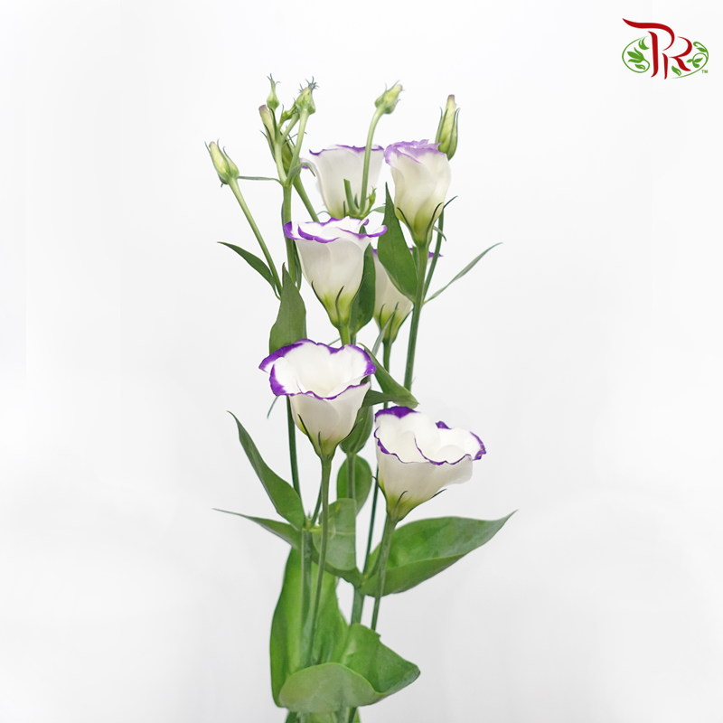 Eustoma - Solo Type Blue Picotte (10 Stems)-Solo Type Blue Picotte-Vietnam-prflorist.com.my