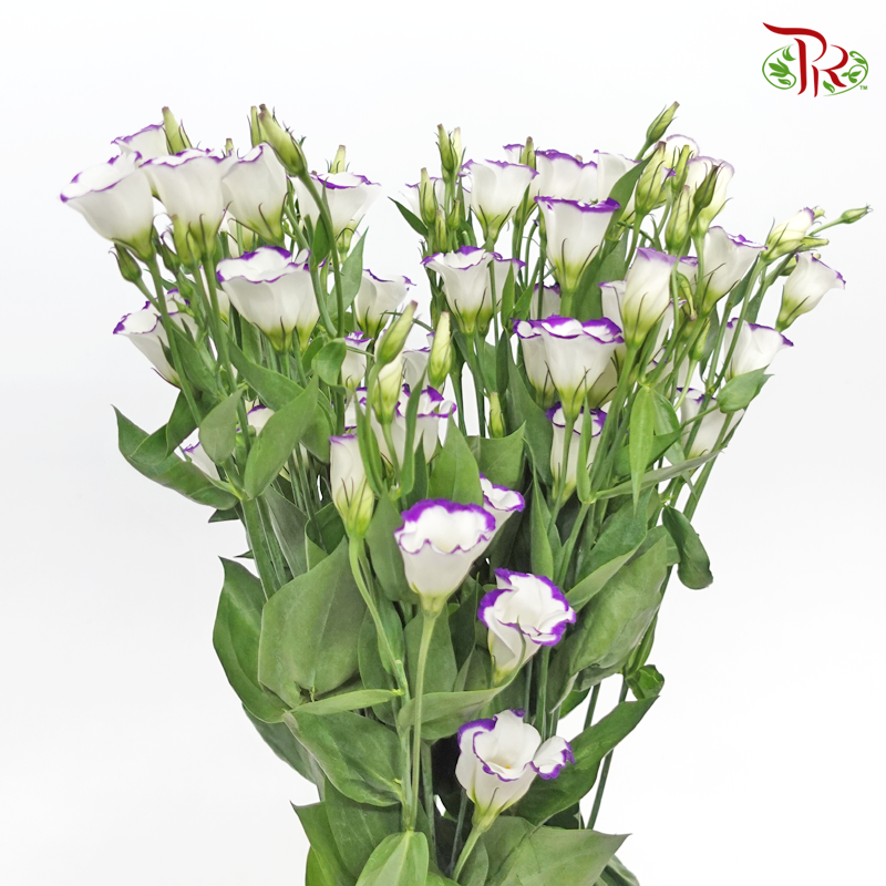 Eustoma - Solo Type Blue Picotte (10 Stems)-Solo Type Blue Picotte-Vietnam-prflorist.com.my