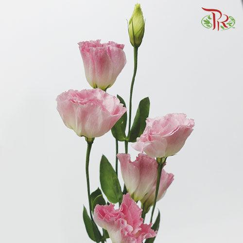 Eustoma - Sunshine Apricot Pink (650-750 Gram)-Pink-China-prflorist.com.my