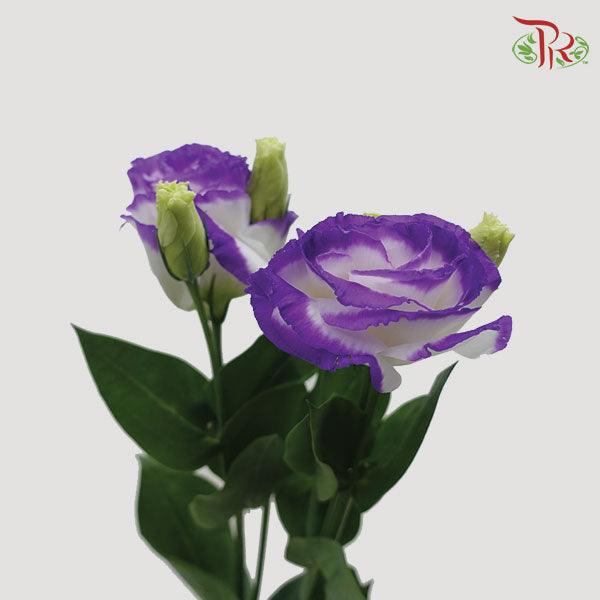 Eustoma - Tone Purple (Per Bunch)-Purple-Malaysia-prflorist.com.my