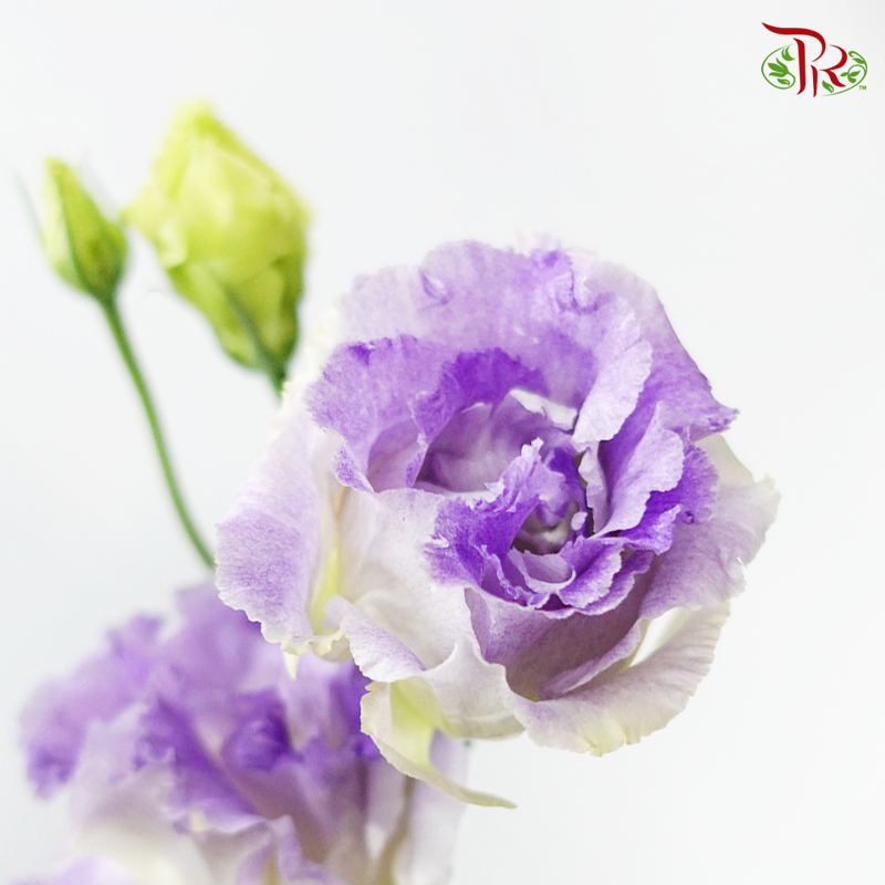 Eustoma - Voyage Blue Flash (10 Stems)-Taiwan-prflorist.com.my