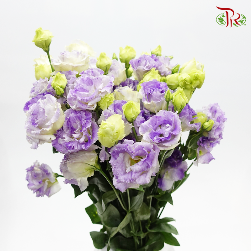 Eustoma - Voyage Blue Flash (10 Stems)-Taiwan-prflorist.com.my