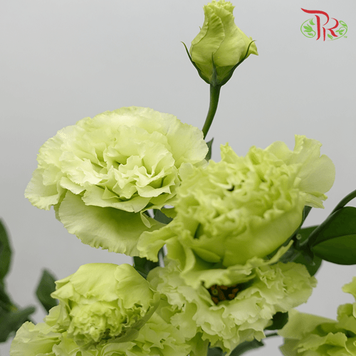 Eustoma - Voyage Green (10 Stems)-Green-Taiwan-prflorist.com.my