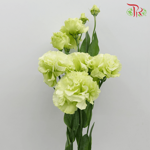 Eustoma - Voyage Green (10 Stems)-Green-Taiwan-prflorist.com.my