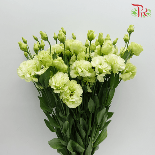 Eustoma - Voyage Green (10 Stems)-Green-Taiwan-prflorist.com.my