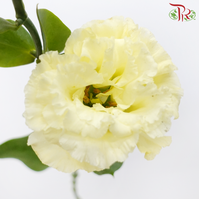 Eustoma - Voyage Yellow (10 Stems)-Voyage Yellow-Taiwan-prflorist.com.my