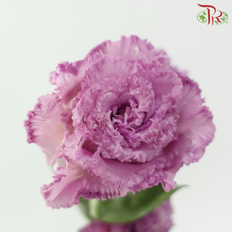Eustoma - Wave Lavender Purple (650-750 Gram)-Purple-China-prflorist.com.my