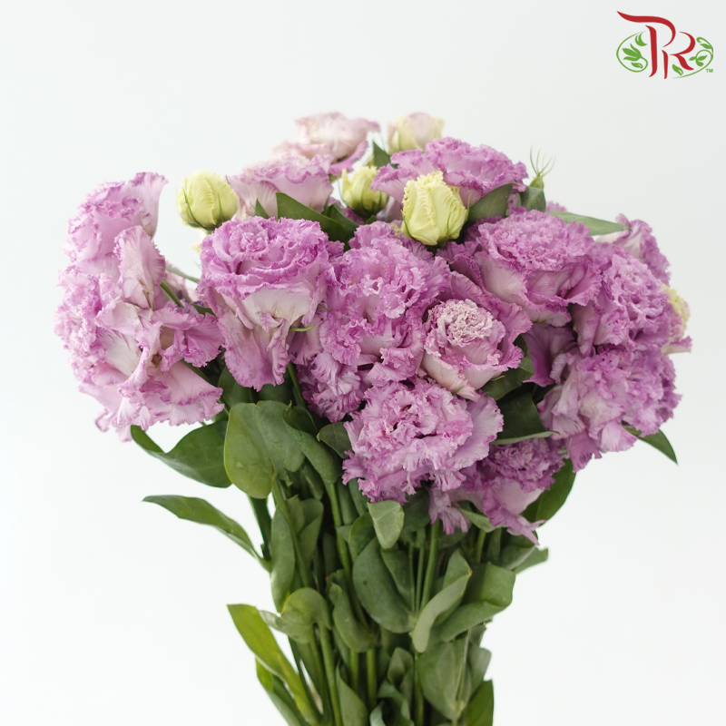 Eustoma - Wave Lavender Purple (650-750 Gram)-Purple-China-prflorist.com.my