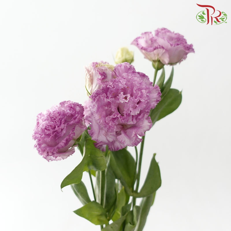 Eustoma - Wave Lavender Purple (650-750 Gram)-Purple-China-prflorist.com.my
