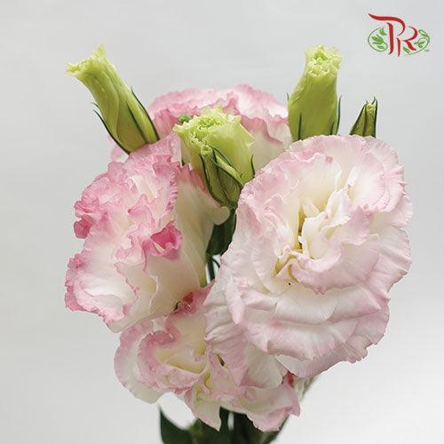 Eustoma Wave - Marble Pink (650-750 Gram)-Pink-China-prflorist.com.my