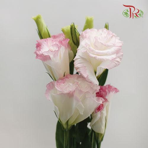 Eustoma Wave - Marble Pink (650-750 Gram)-Pink-China-prflorist.com.my