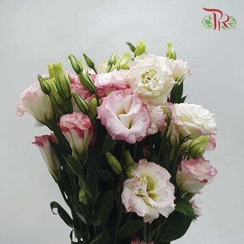 Eustoma Wave - Marble Pink (650-750 Gram)-Pink-China-prflorist.com.my