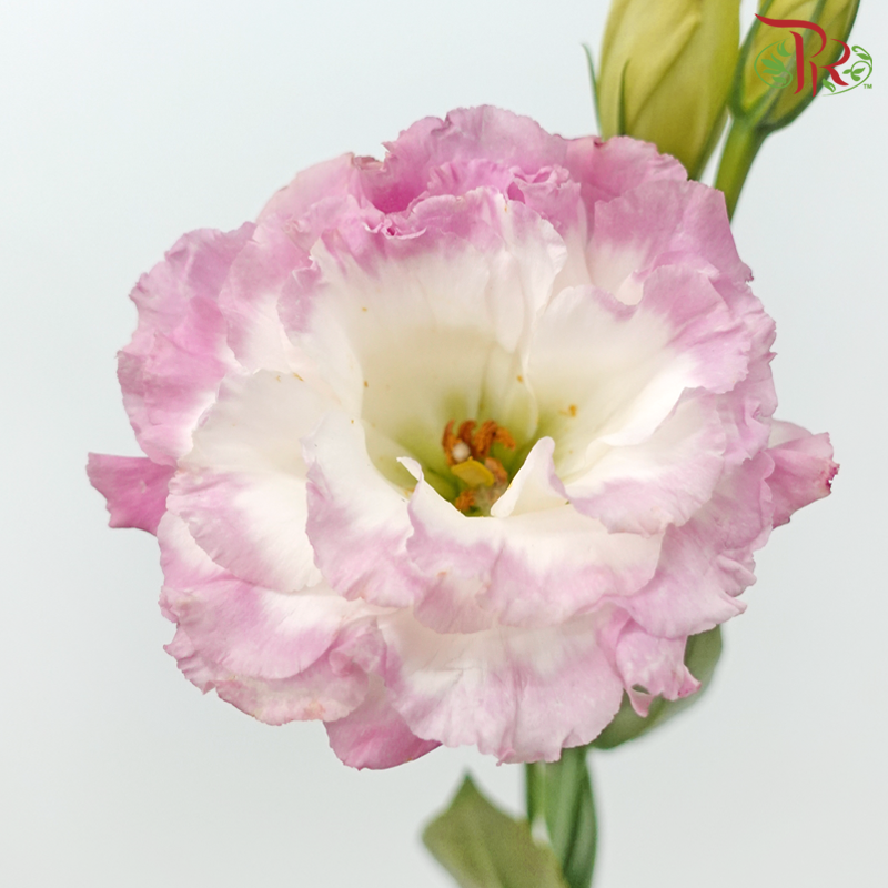 Eustoma Wave - Marble Pink (650-750 Gram)-Pink-China-prflorist.com.my