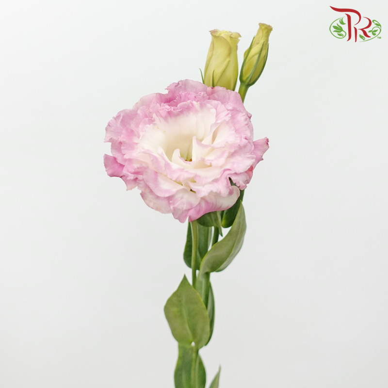 Eustoma Wave - Marble Pink (650-750 Gram)-Pink-China-prflorist.com.my
