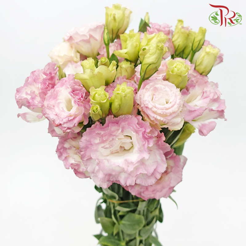 Eustoma Wave - Marble Pink (650-750 Gram)-Pink-China-prflorist.com.my