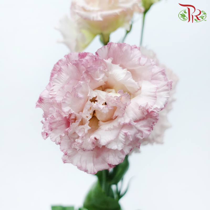 Eustoma Wave - Pink (650-750 Gram)-Pink-China-prflorist.com.my