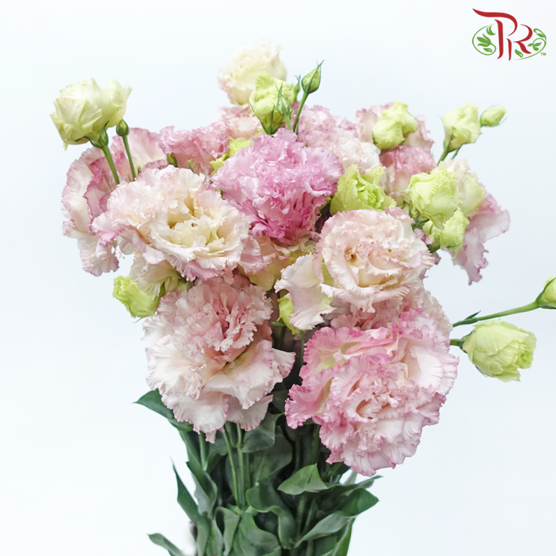 Eustoma Wave - Pink (650-750 Gram)-Pink-China-prflorist.com.my