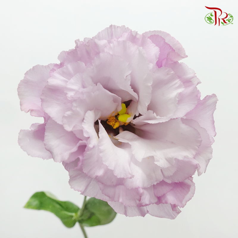 Eustoma Wave - Purple & White (650-750 Gram)-Purple & White-China-prflorist.com.my