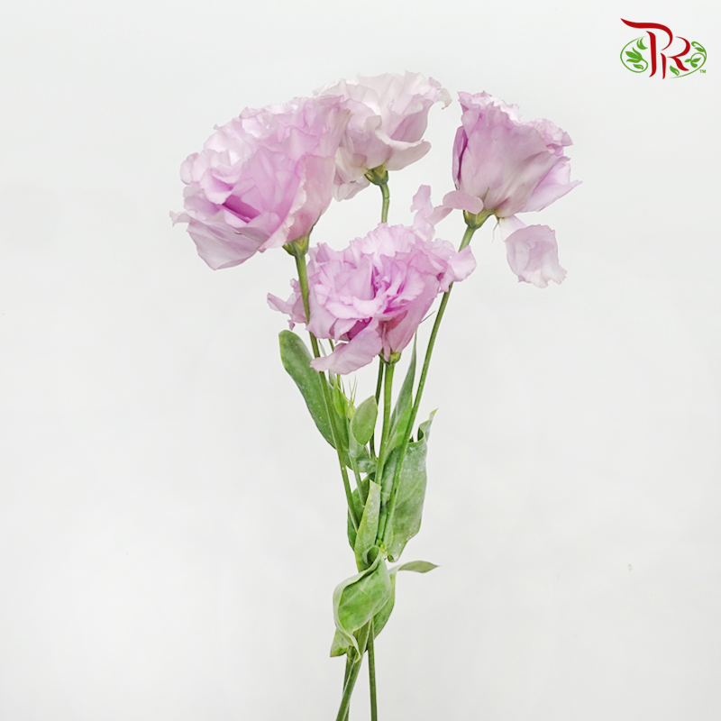 Eustoma Wave - Purple & White (650-750 Gram)-Purple & White-China-prflorist.com.my