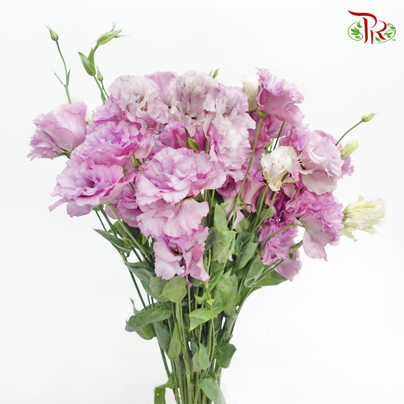Eustoma Wave - Purple & White (650-750 Gram)-Purple & White-China-prflorist.com.my