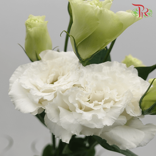 Eustoma Wave - White (650-750 Gram)-White-China-prflorist.com.my