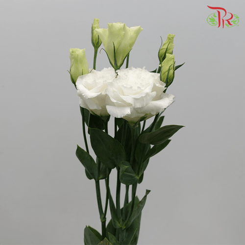 Eustoma Wave - White-White-Malaysia-prflorist.com.my