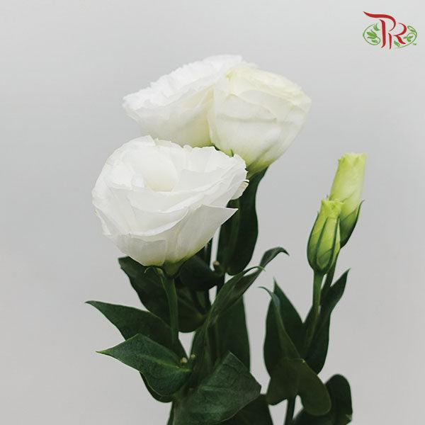 Eustoma - White (10 Stems)-White-Ecd-prflorist.com.my
