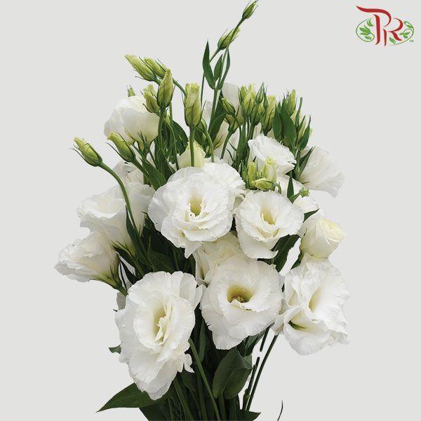 Eustoma - White (Per Bunch)-White-Malaysia-prflorist.com.my