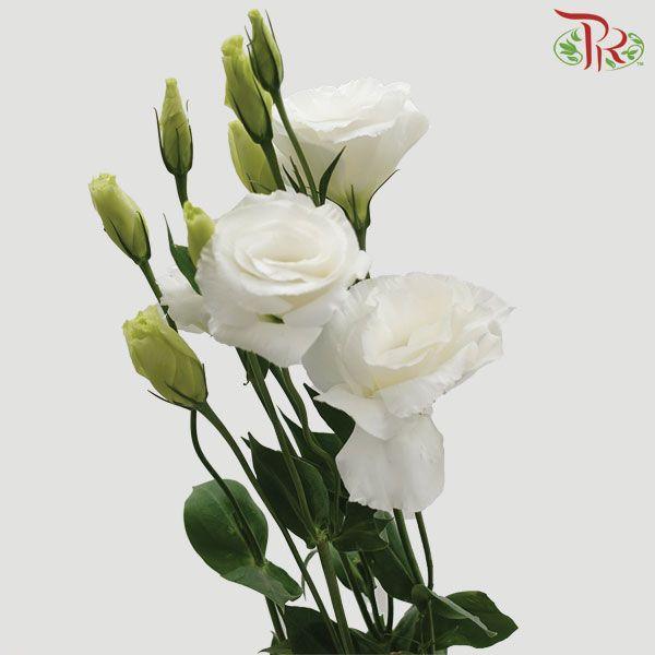 Eustoma - White (Per Bunch)-White-Malaysia-prflorist.com.my
