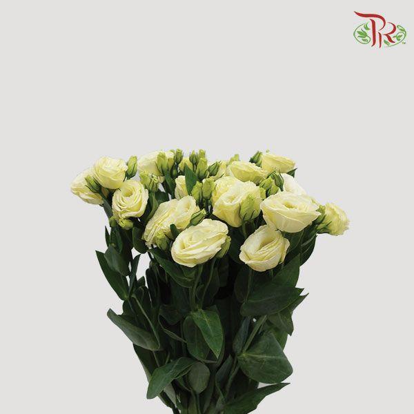 Eustoma - Yellow (10 Stems)-Yellow-Taiwan-prflorist.com.my
