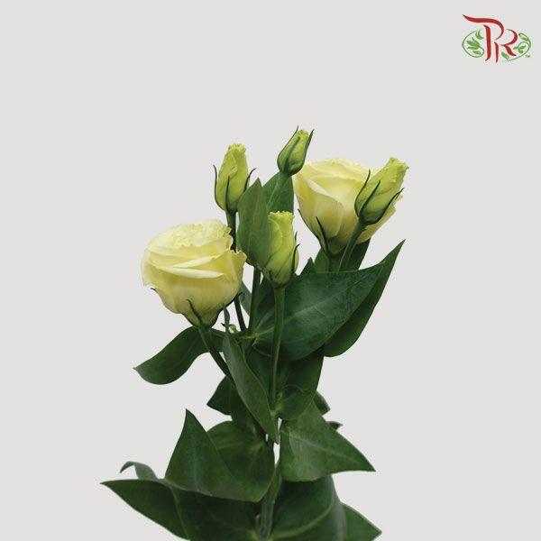 Eustoma - Yellow (10 Stems)-Yellow-Taiwan-prflorist.com.my