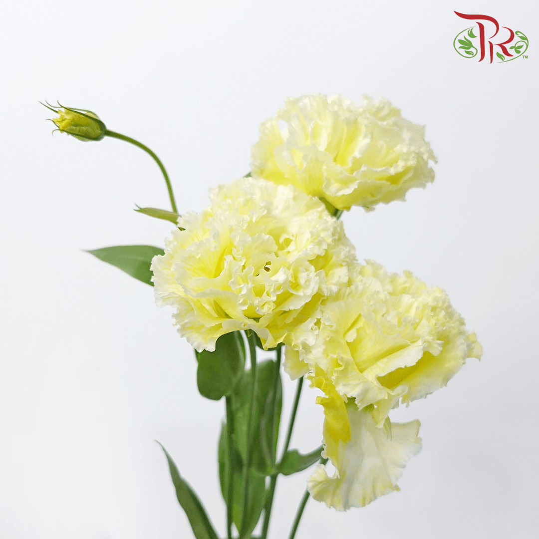 Eustoma - Yellow (700-800 Gram) - Pudu Ria Florist