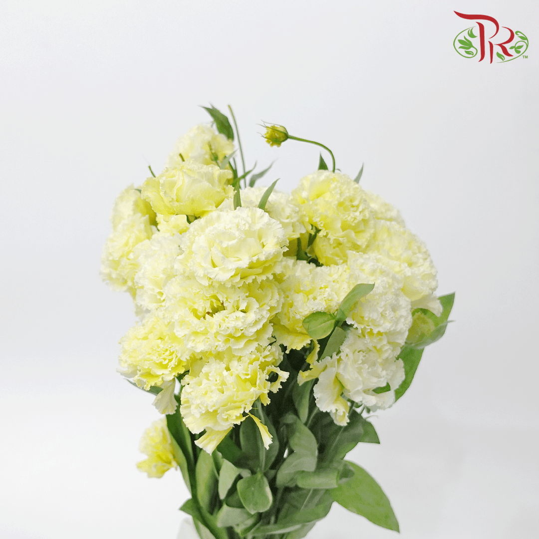 Eustoma - Yellow (700-800 Gram) - Pudu Ria Florist